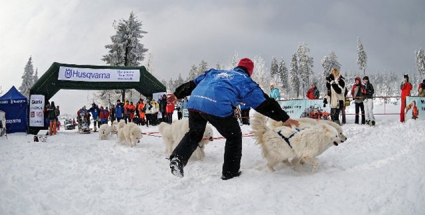 5 lutego na Polanie Jakuszyckiej rusza  największy w Polsce coroczny wyścig psich zaprzęgów 