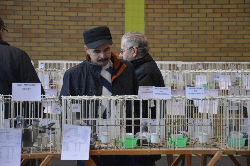 Wystawa gołębi w Grębocicach [FOTO]