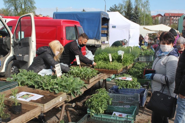 Przed stoiskiem Pawła Rosińskiego formowały się kolejki po rozsady warzyw