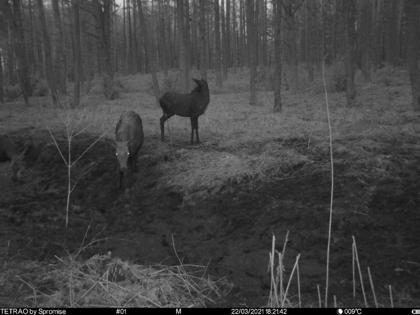 Co robią zwierzęta nocą? Zobacz niesamowite zdjęcia przyrody z fotopułapki!