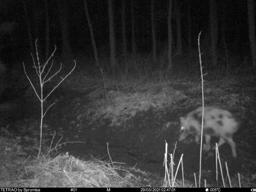 Co robią zwierzęta nocą? Zobacz niesamowite zdjęcia przyrody z fotopułapki!