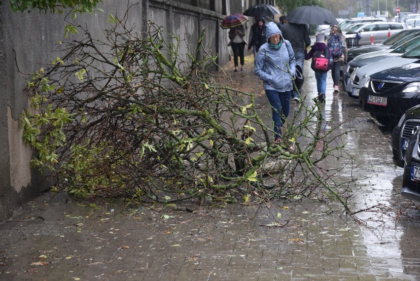 W Stargardzie i okolicy drzewa lecą na ulice. Jest niebezpiecznie! [ZDJĘCIA]