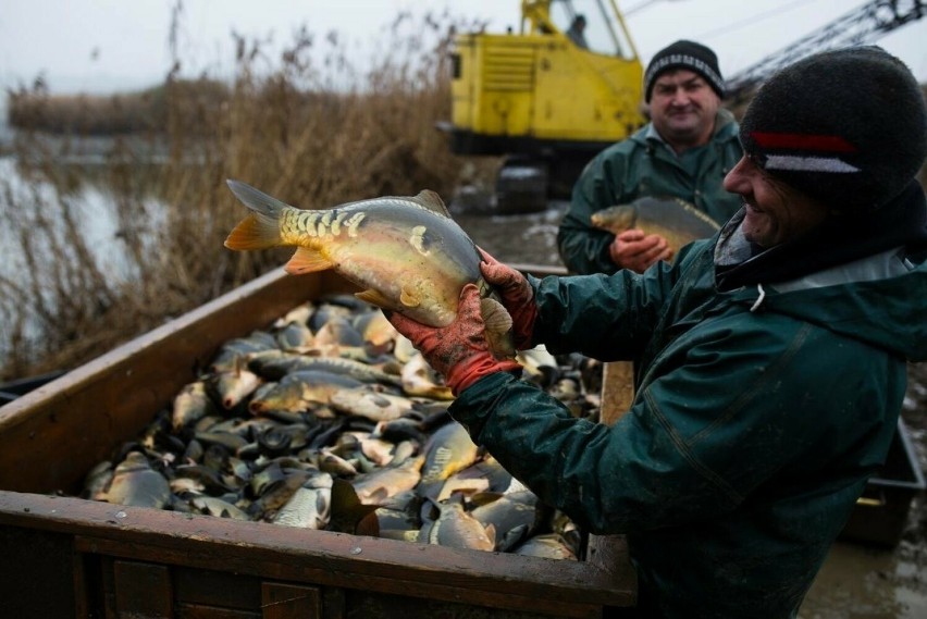 Decyzja o wprowadzeniu zakazu sprzedaży żywych ryb spotkała...