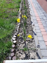 Kraśnik. Ogrody, kwiaty i wiosenne krajobrazy na fotografiach mieszkańców. Zobacz wyjątkowe zdjęcia naszych Czytelników!