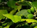 Jak szybko schudnąć ? Zielona Kawa czy African Mango