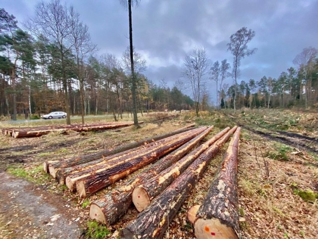 Tak wyglądała jedna z pierwszych dużych wycinek lublinieckich lasów w 2021 roku