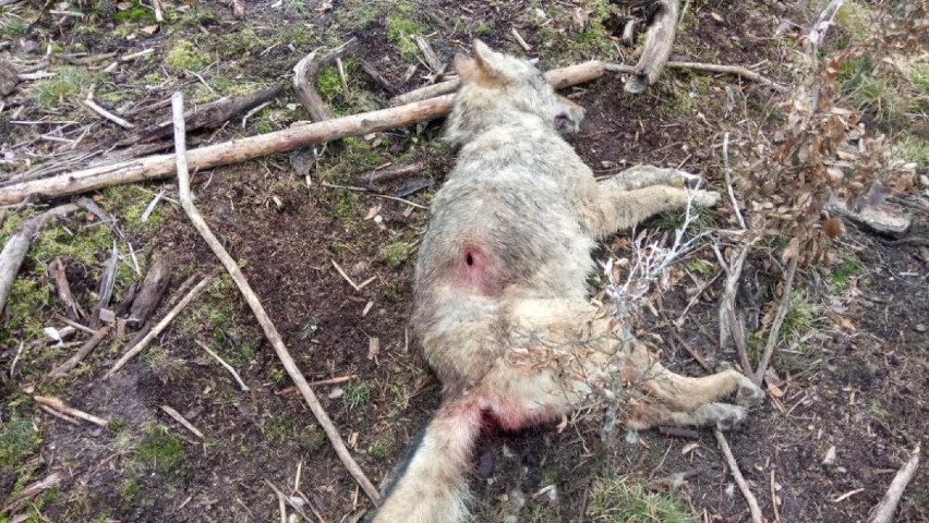 Leśnicy z Dretynia apelują o pomoc w ustaleniu sprawcy zabicia młodej wilczycy. Jest nagroda