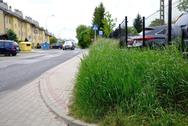 Przy drogach powinno się częściej kosić trawę w tych w miejscach, gdzie utrudnia ona kierowcom widoczność.
