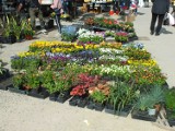 Sadzonki kwiatów, cebulki roślin i nasiona rozchwytywane na targowisku w Starachowicach. Zobacz zdjęcia