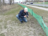 Pruszcz Gd. Urzędnik liczy  żaby i przenosi do stawów