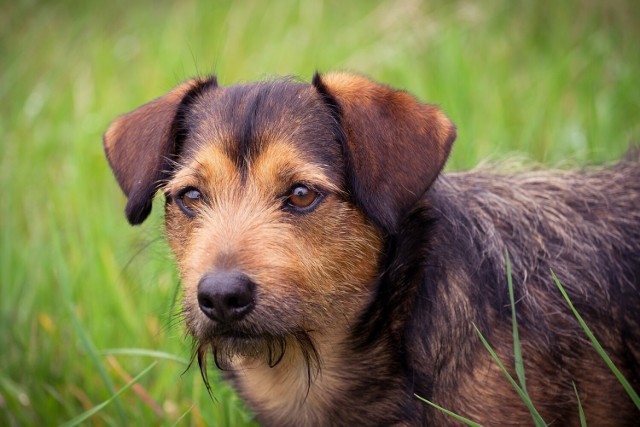 W Łęczycy trwa akcja czipowania psów właścicielskich.