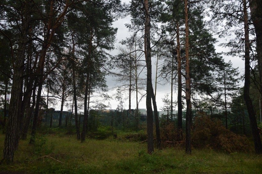 Nielegalne składowisko odpadów w Rogowcu