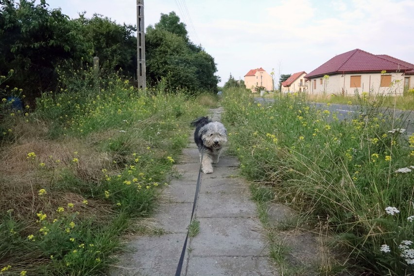 Mieszkańcy ulicy Pątnowskiej proszą o pomoc, chwasty i trawa ma 150 cm wysokości