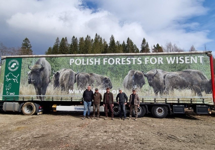 Żubry z Bieszczadów pojechały do Bułgarii. Zasilą stado w Rodopach [ZDJĘCIA]