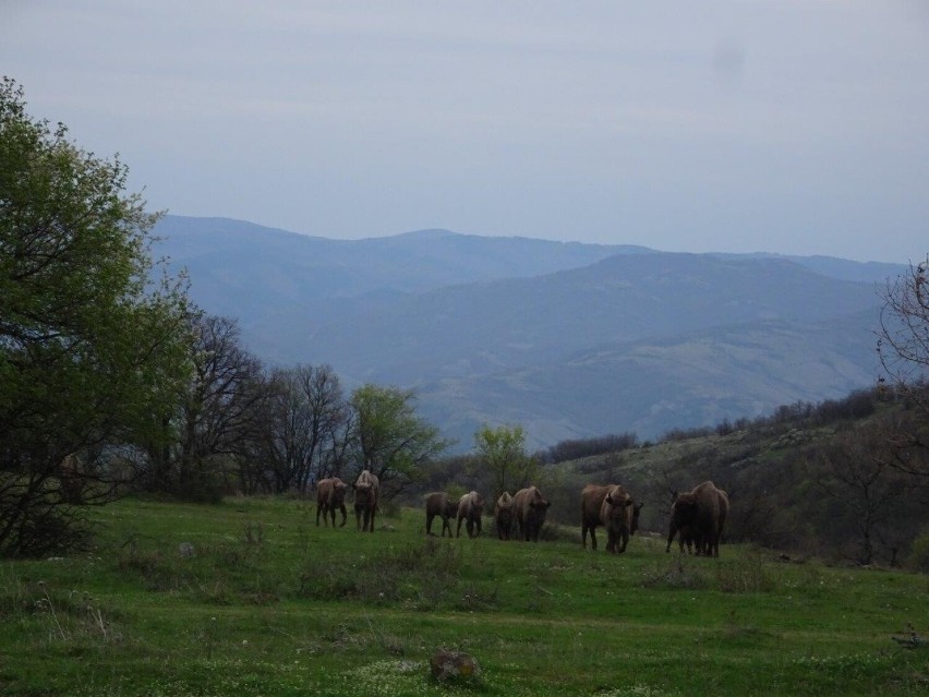 Żubry z Bieszczadów pojechały do Bułgarii. Zasilą stado w Rodopach [ZDJĘCIA]
