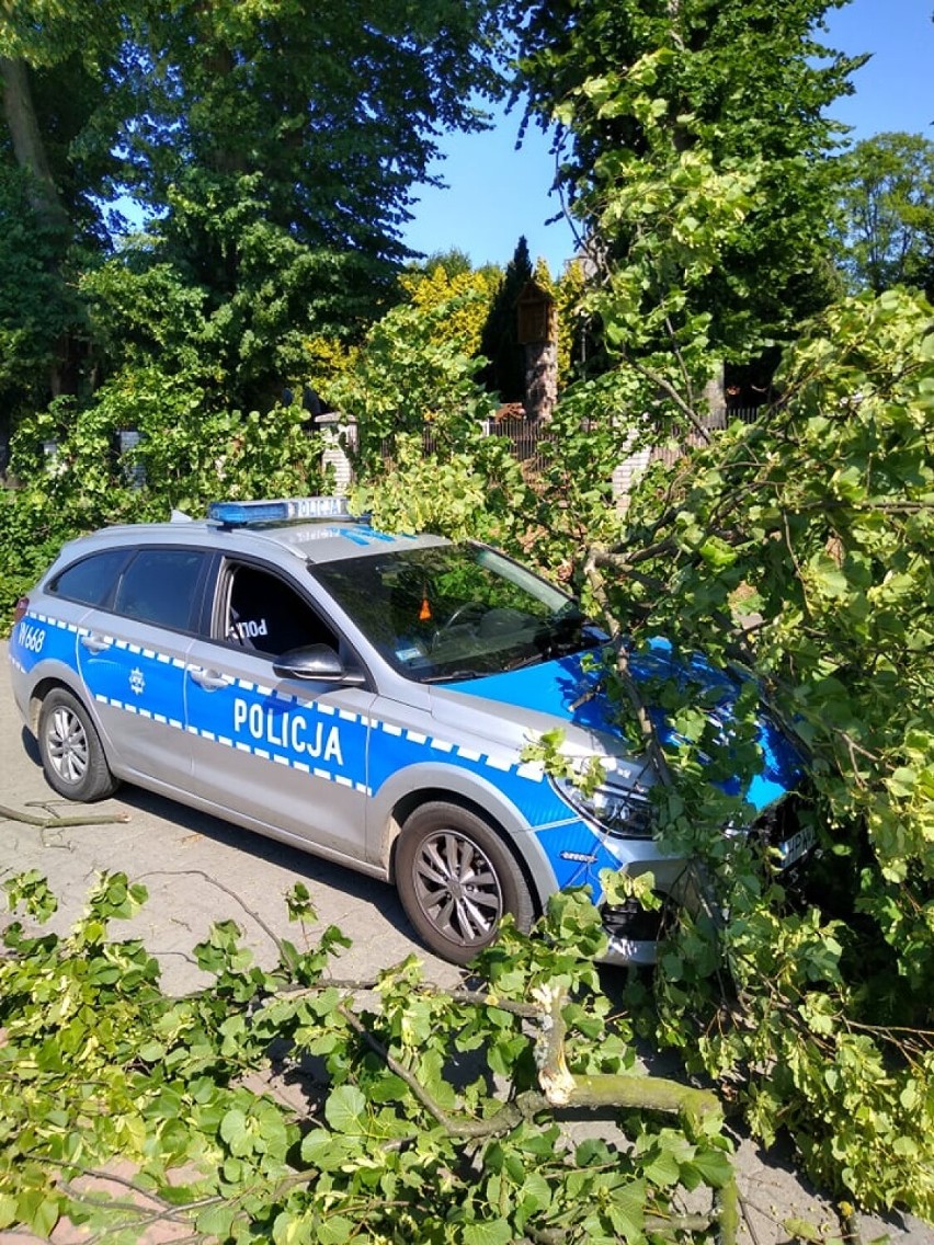 Chwile grozy w Darłowie. Na przejeżdżający radiowóz spadł konar drzewa [zdjęcia]