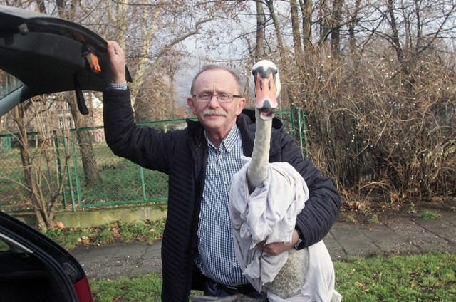 Samiec łabędzia wrócił do natury, pływa po Kozim Stawie w Legnicy.