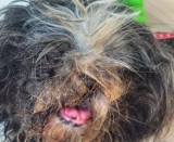Totalnie zaniedbany pies na jednej z posesji w Kaliszu. Interweniowało Help Animals. ZDJĘCIA