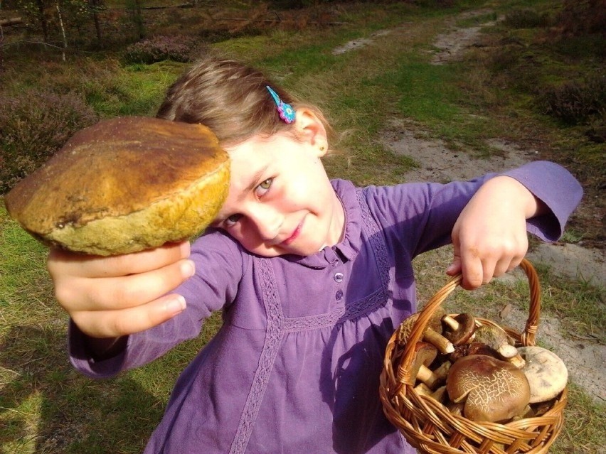 Zbieranie grzybów to świetny relaks dla dzieci i dorosłych....