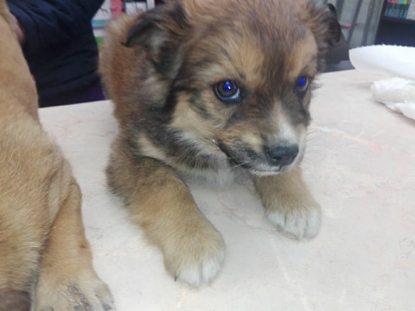 Towarzystwo Opieki nad Zwierzętami w Radomsku szuka domu dla szczeniaków