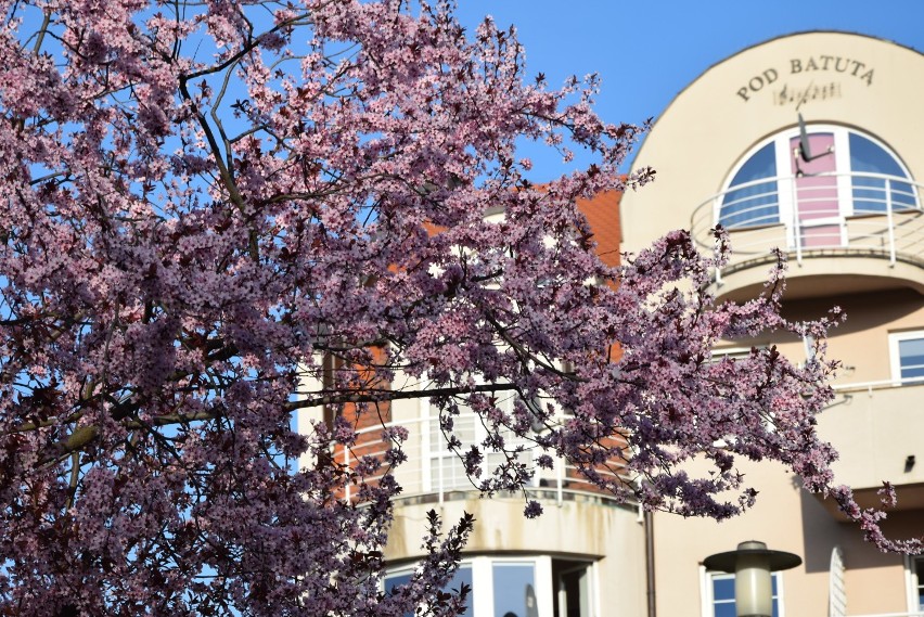 Wieluń w wiosennej odsłonie. Miasto pełne kolorów[ZDJĘCIA]