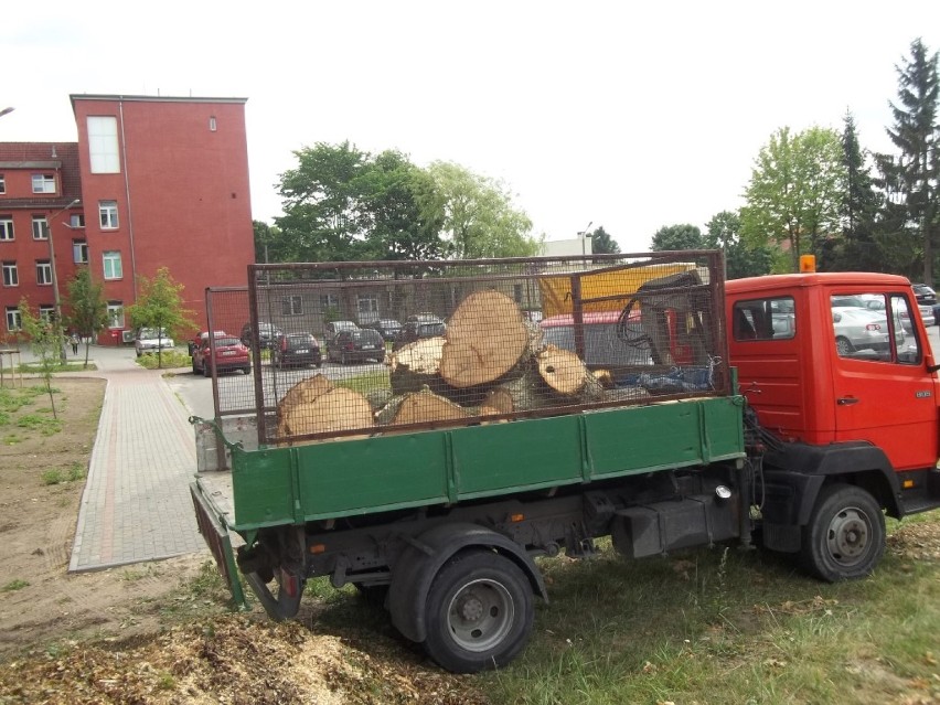 Wycinka drzew - czy pozbywanie się zielonych płuc miasta nie przychodzi nam zbyt łatwo?