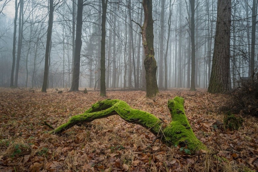 Znajduje się w rejonie ulic: Średzkiej i Malczyckiej

Zobacz...