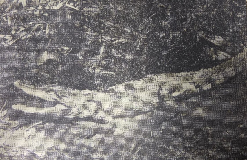 Groźny krokodyl nilowy pojawił się w Opolu w 1964 roku i od...