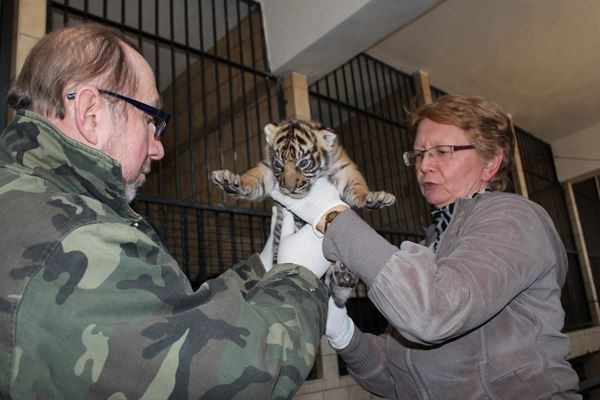 Tygryski przeszły specjalne badania, aby sprawdzić czy nie...