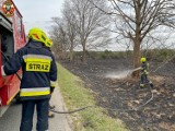 Pożar młodnika w Stradomi Wierzchniej. Interweniowało wiele zastępów straży!