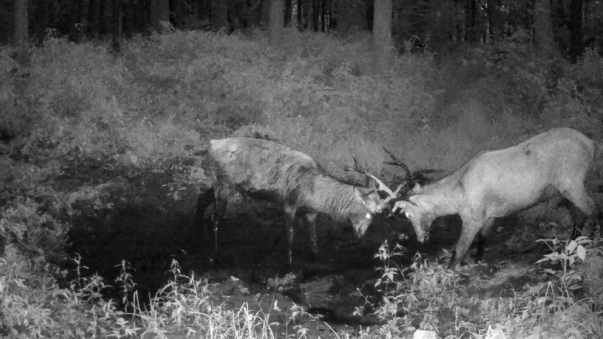 Walka treningowa jeleni szlachetnych w lesie pod...
