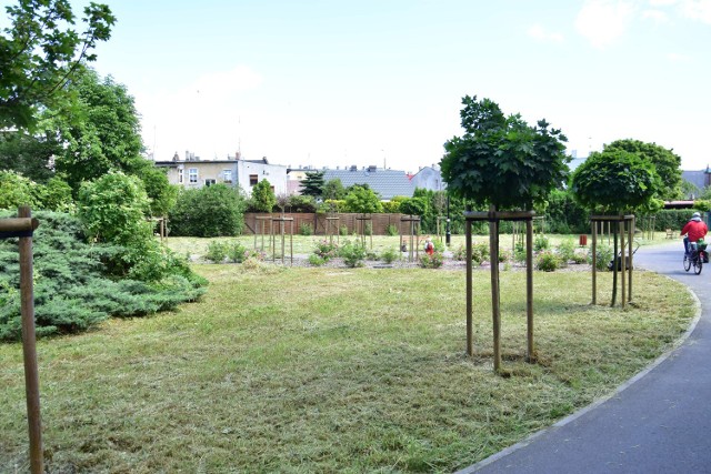W parku między ul. Kościuszki i Sienkiewicza ścięto już część traw.