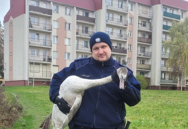 Łęczyccy policjanci pomogli zabłąkanemu łabędziowi. Młody ptak spacerował ulicą Ozorkowską