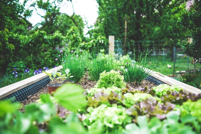 Nawożenie, podobnie jak ściółkowanie ogrodu jest niezwykle ważne. Nie tylko użyźni glebę, ale zapewni też lepsze plony.