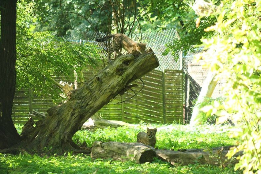 Gepardy z warszawskiego zoo rosną jak na drożdżach! Tak wyglądają po czterech pierwszych miesiącach