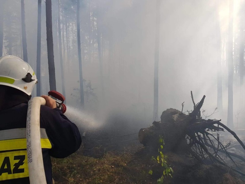Pożar lasu w Swolszewicach, wrzesień 2019