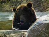 W poznańskim zoo z zimowego snu obudziła się niedźwiedzica Gienia