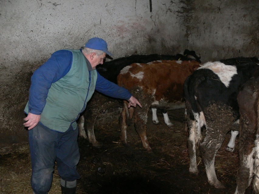 Klemens Lass, sąsiad zamordowanego gospodarza, pokazuje...