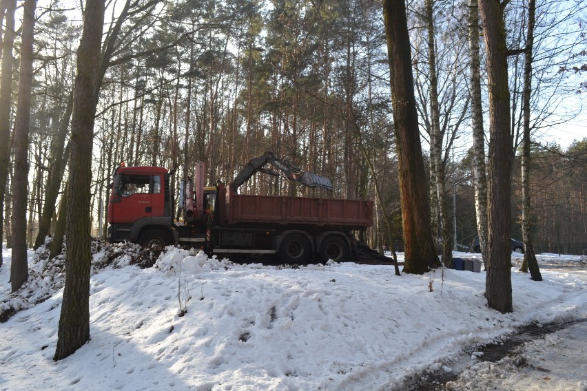 Przygotowania do utworzenia małpiego gaju w Parku Kuronia w...