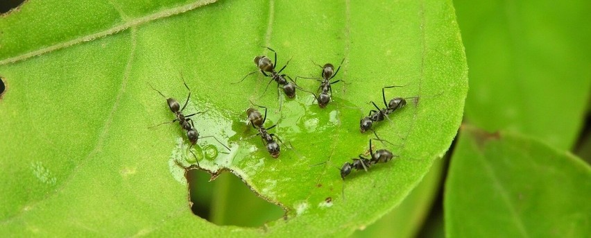 Mrówki mają szkodliwy wpływ na wszystkie typy roślin w...