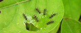 Dzięki tym roślinom pozbędziesz się mrówek z ogrodu. Takie rośliny je odstraszają