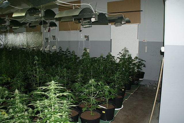 Plantacja marihuany w bielskiej Wapienicy - 245 krzewów konopii