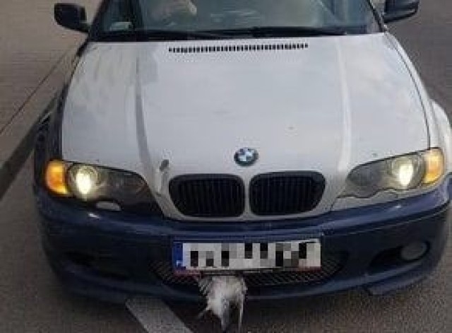 BMW zatrzymane przy ulicy Żelaznej w Kielcach. Kierowca przekroczył prędkość i nie zauważył, że zderzak wbił mu się gołąb