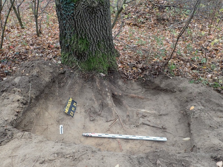 Wykopaliska archeologiczne w Nieciszowie. Odnaleziono szkielet i pamiątki