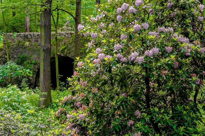 Dolina Różaneczników w Książańskim Parku Krajobrazowym czaruje barwami rododendronów (ZDJĘCIA)