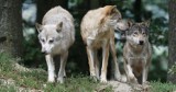 W podstargardzkich Grzędzicach widziane były wilki