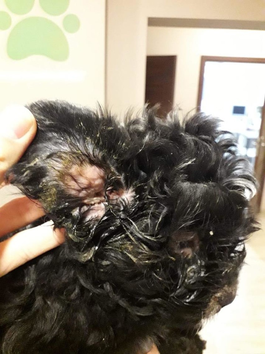 Żory: ktoś porzucił zaniedbanego szczeniaka pod centrum handlowym. Pies ma zaropiałą skórę i stan zapalny ZDJĘCIA