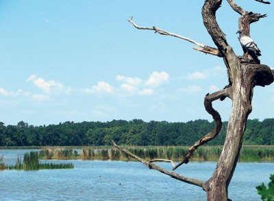 Rezerwat Łężczok to jeden z największych rezerwatów na Śląsku