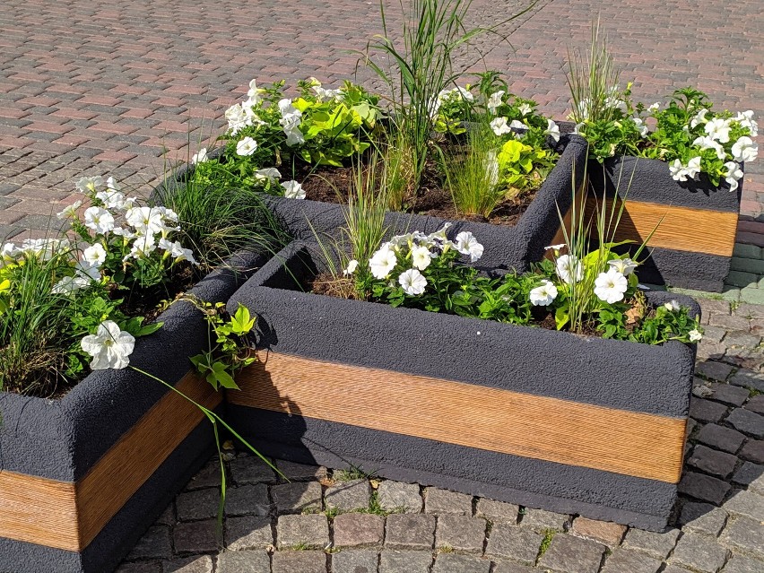 Lubliniecki rynek wypiękniał na wiosnę. Donice pełne kwiatów! W całym mieście coś kwitnie