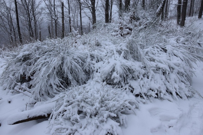 Zima przyszła w Góry Opawskie. Spadło 15 cm śniegu, Opolanie na szlakach